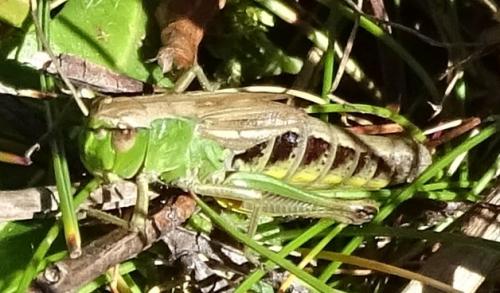 Réf. 193 055 : Pseudochorthippus parallelus